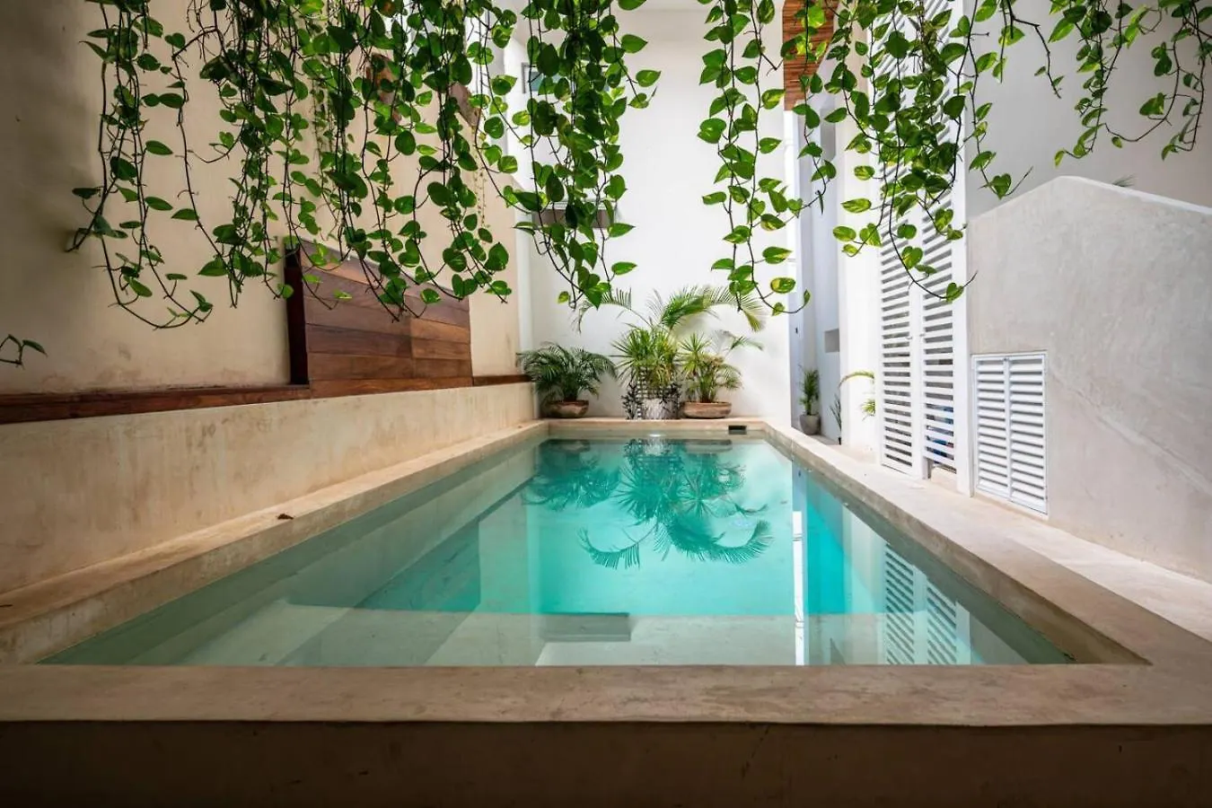 1 Bedroom Apt W Rooftop Pool Walk To Beach 5Th Ave Playa del Carmen